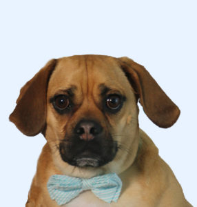 Thor the dog wearing a blue patterned bow tie.